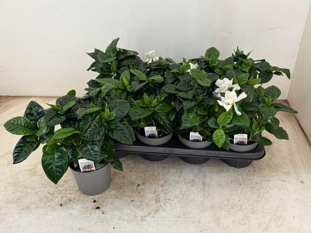 <h4>GARDENIA JASMINOIDES</h4>