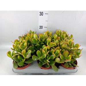 Crassula ovata 'Sunset'