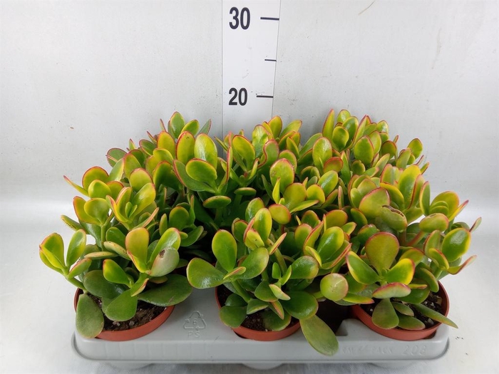 <h4>Crassula ovata 'Sunset'</h4>