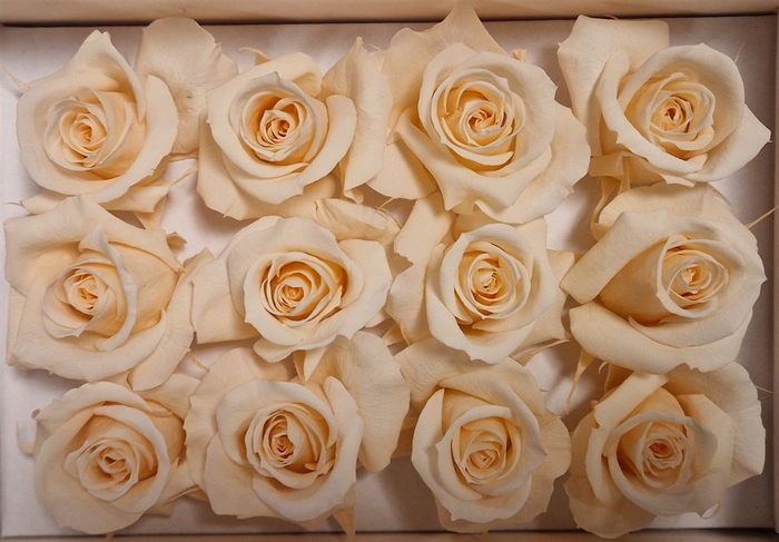 Ro Pres Mini Champagne