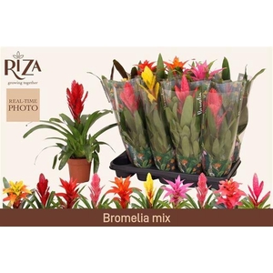 BROMELIA GEM 6 SRT