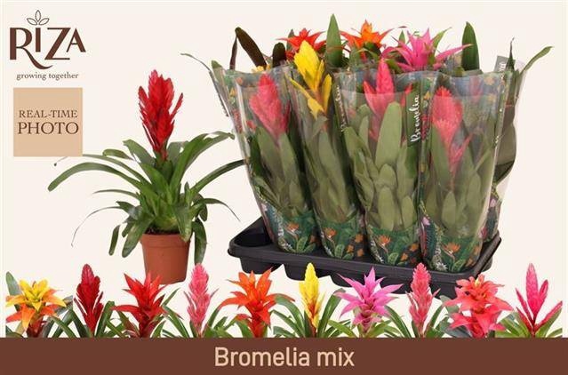 <h4>BROMELIA GEM 6 SRT</h4>
