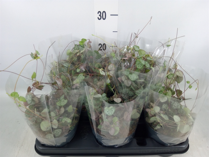 <h4>Ceropegia woodii ssp. woodii</h4>