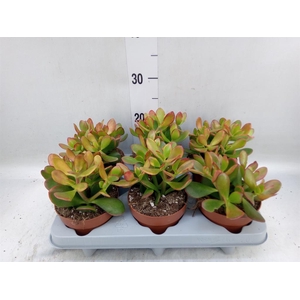 Crassula ovata 'Sunset'