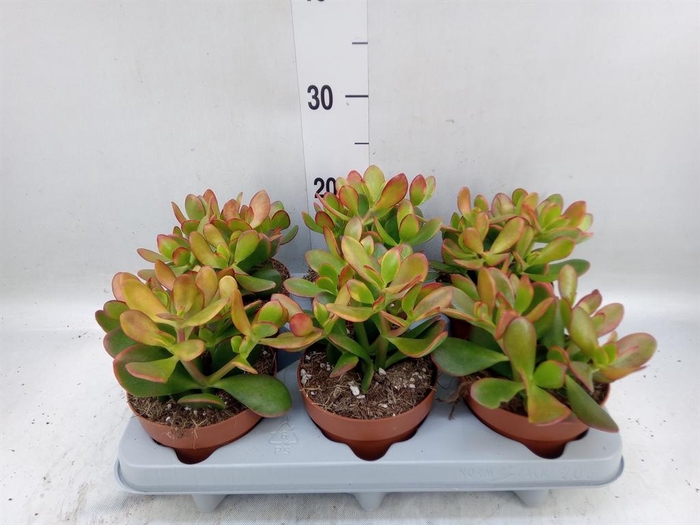 <h4>Crassula ovata 'Sunset'</h4>