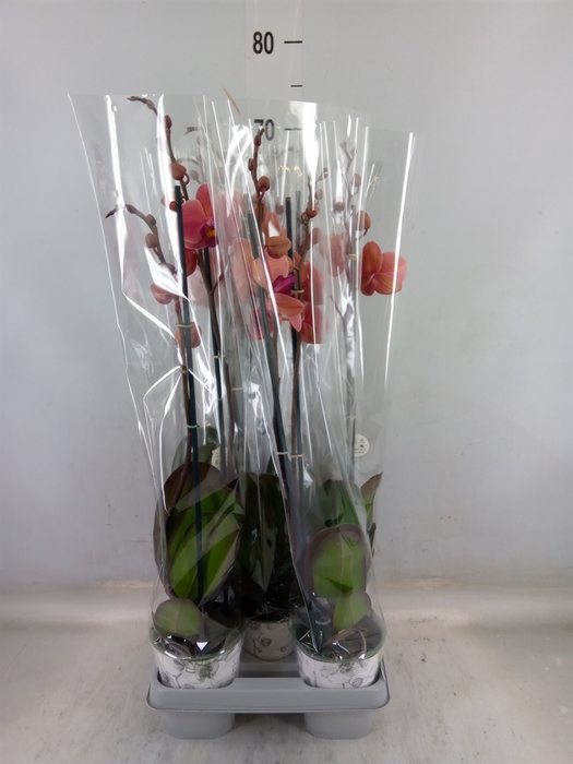 <h4>Phalaenopsis  'Ant Narbonne'</h4>