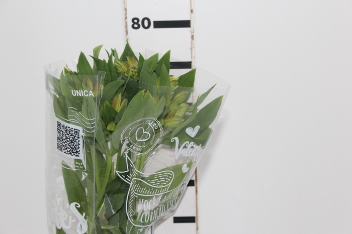 <h4>ALSTROEMERIA ALOHA 080 CM</h4>