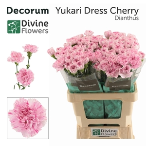 DI ST YUKARI DR CHER