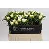 Paeonia Duchesse De Nemours