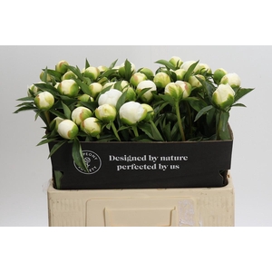 Paeonia Duchesse De Nemours
