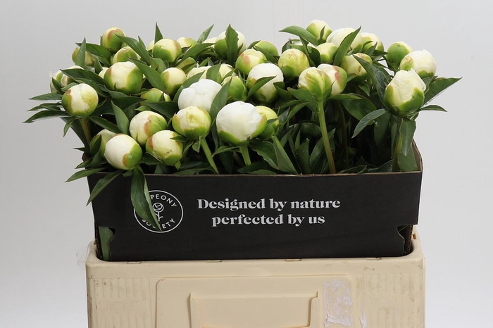 Paeonia Duchesse De Nemours