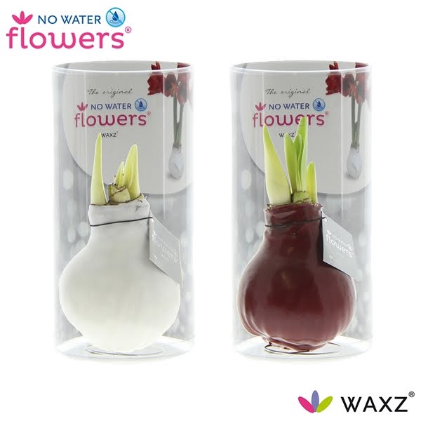 <h4>No Water Flowers Waxz® Colorz in Koker</h4>