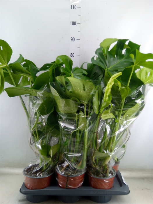 <h4>Monstera delic.</h4>