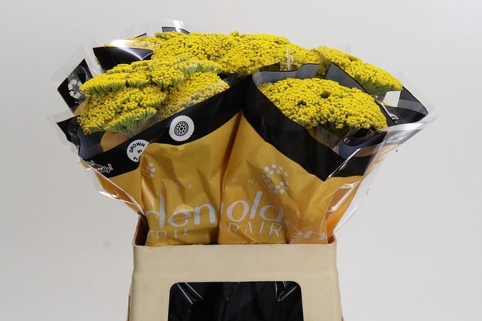 <h4>Achillea Golden Prairi</h4>