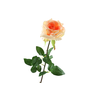 Rosa Salmon