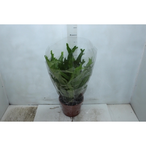 ASPLENIUM CRISSIE P20