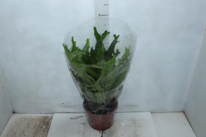 <h4>ASPLENIUM CRISSIE P20</h4>
