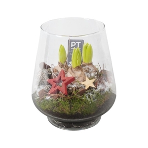 PTHCH2121 Arrangement Hyancint Christmas in glas vaas