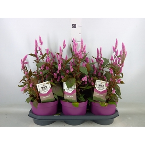 Celosia spic. 'Wild Pink'
