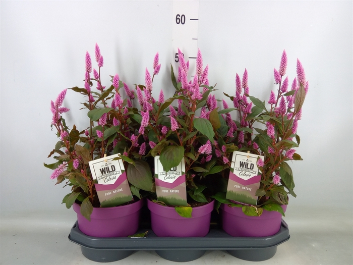 <h4>Celosia spic. 'Wild Pink'</h4>