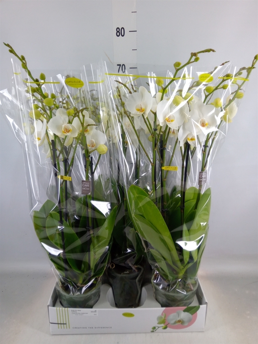 <h4>Phalaenopsis   ...white</h4>
