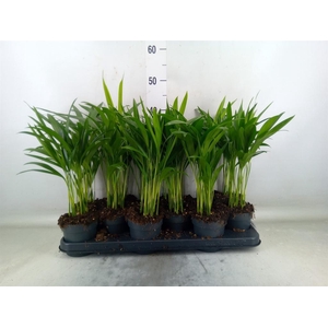 Dypsis lutescens   ...Chrysalidoca