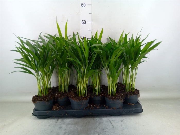 <h4>Dypsis lutescens   ...Chrysalidoca</h4>