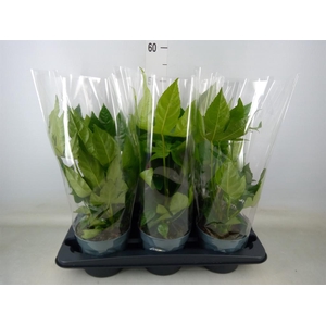 Fatsia japonica   ...