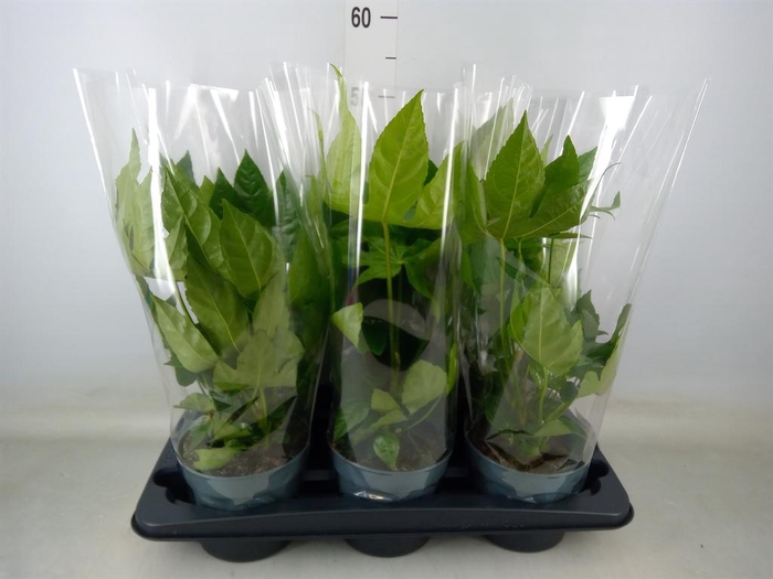 <h4>Fatsia japonica   ...</h4>