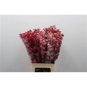 Delph White Red Dye Tinted 70cm [lichte Uitval]