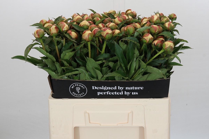 <h4>Paeonia Noemi Demay</h4>