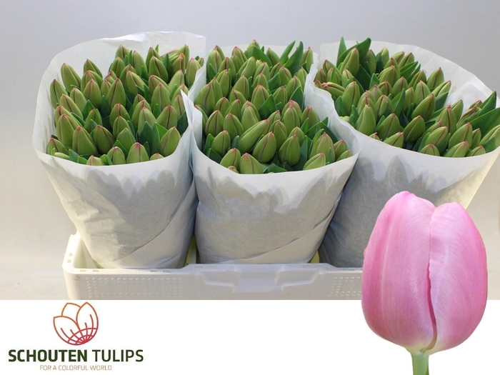 <h4>TU EN LYDIA</h4>