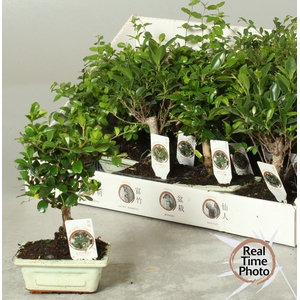 BONSAI GEM