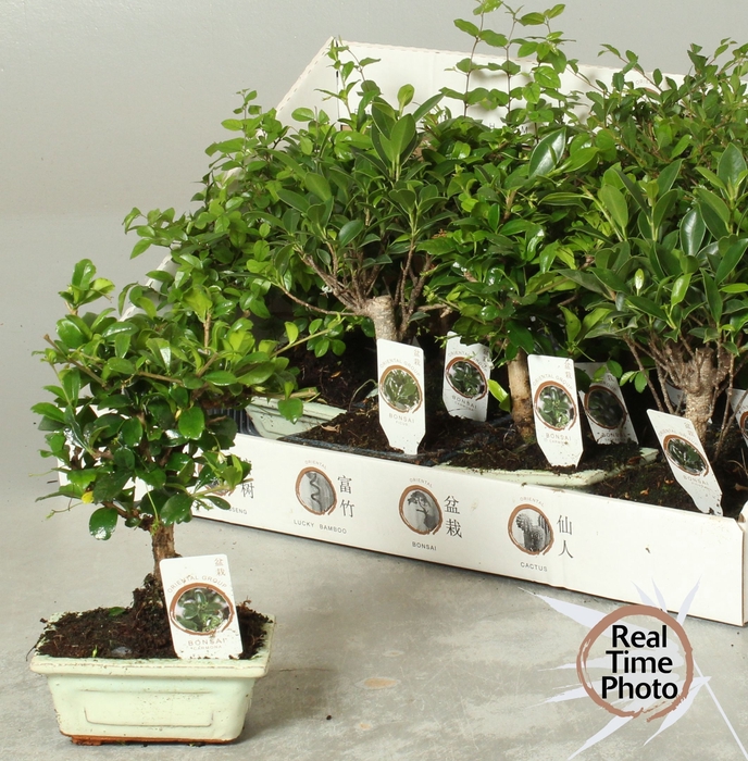 <h4>BONSAI GEM</h4>
