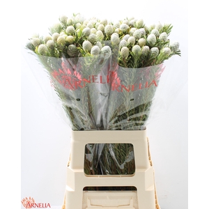 LEUCAD L AYOBA JA PE