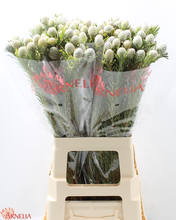 <h4>LEUCAD L AYOBA JA PE</h4>