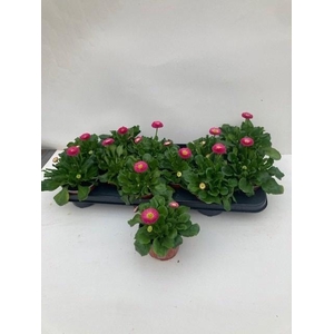 BELLIS P KL SP PL RS