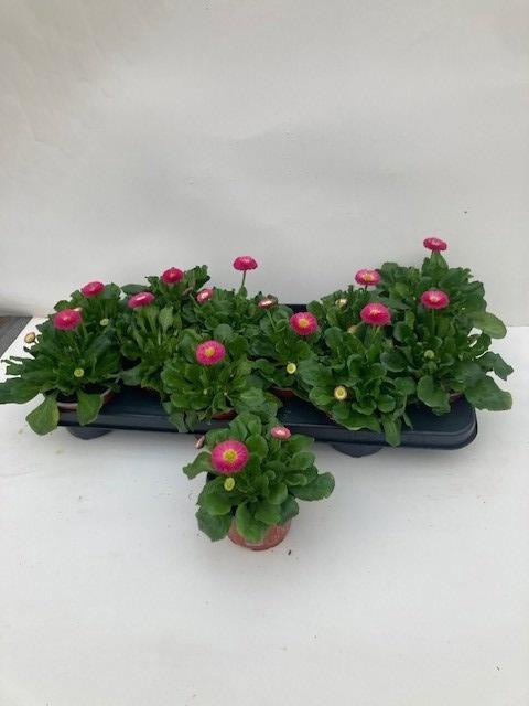 <h4>BELLIS P KL SP PL RS</h4>