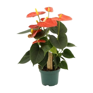 Anthurium Solara 9cm