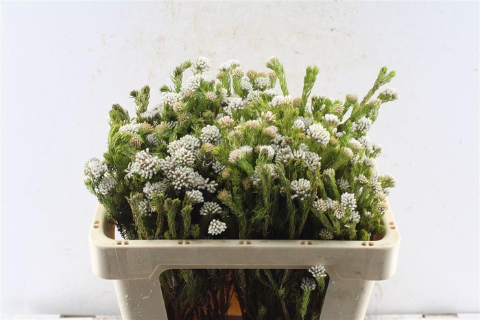 <h4>Kaaps Metalasia</h4>