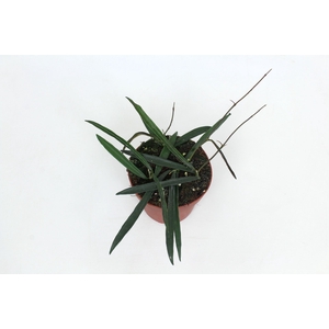 Hoya Shepherdii 12 cm