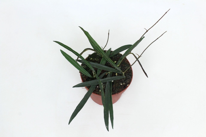 <h4>Hoya Shepherdii 12 cm</h4>