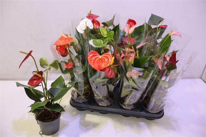 <h4>arr8 Anthu An Gem</h4>