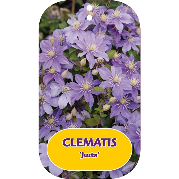<h4>Clematis 'Justa'</h4>