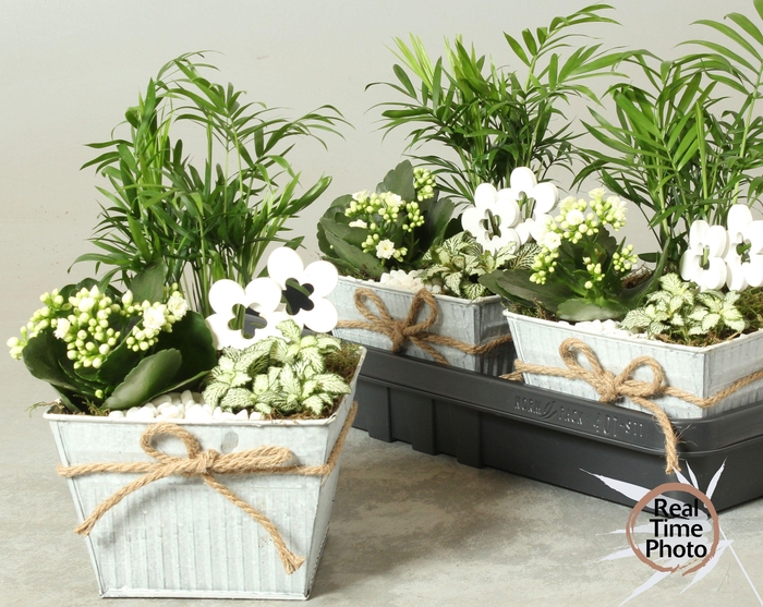 <h4>ARR KAMERPL</h4>