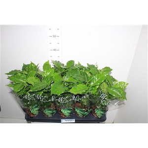 Coffea Arabica