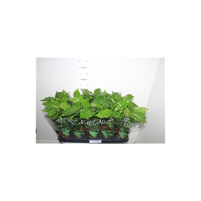 <h4>Coffea Arabica</h4>