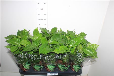Coffea Arabica