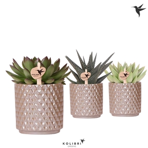 Kolibri Greens Succulenten mix in Diamond Pearl pot sand