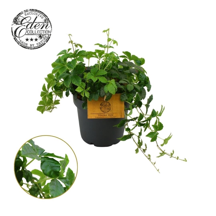 <h4>Parthenocissus  'Sugar Vine'</h4>